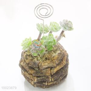 High Quality 15cm Cardcase, Poplarb Pot with Succulent