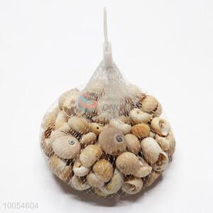 Unique Natural Shell For Promotion