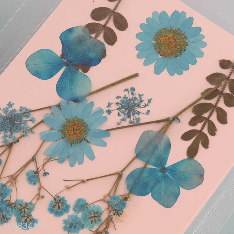 Yiwu factory blue decorative natural dried pressed flower