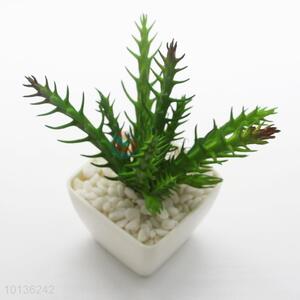 White Glazed Ceramic Pot with Succulent Plants