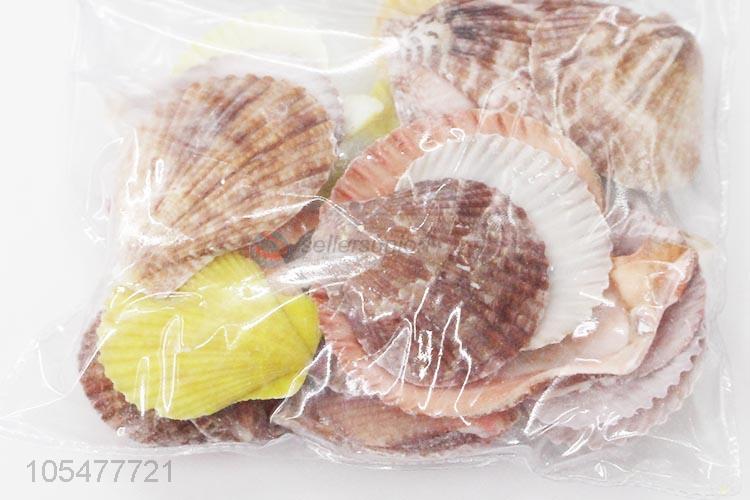 Best Quality Ocean Shell Fashion Shell/Conch Crafts