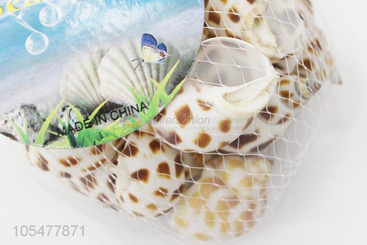 Latest Natural Sea Shell Best Shell/Conch Crafts