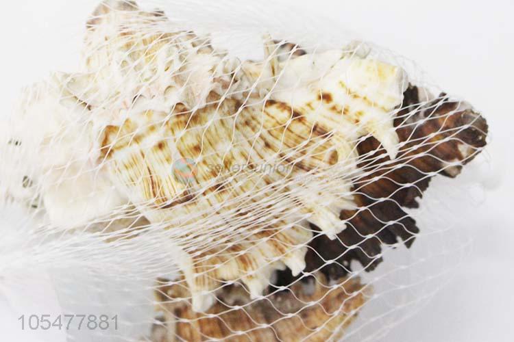 Best Price Natural Sea Shell Set Fashion Shell Craft