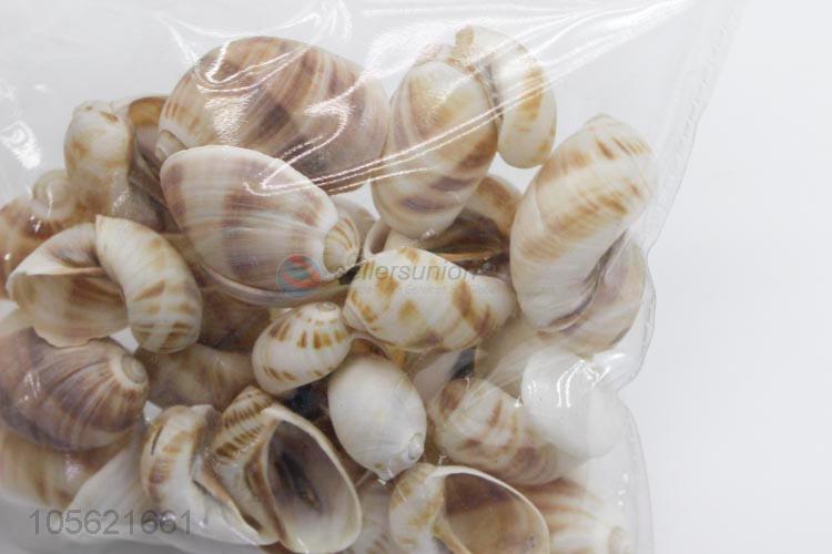 Factory Wholesale Sea Beach Shell Conch Seashells For DIY Crafts