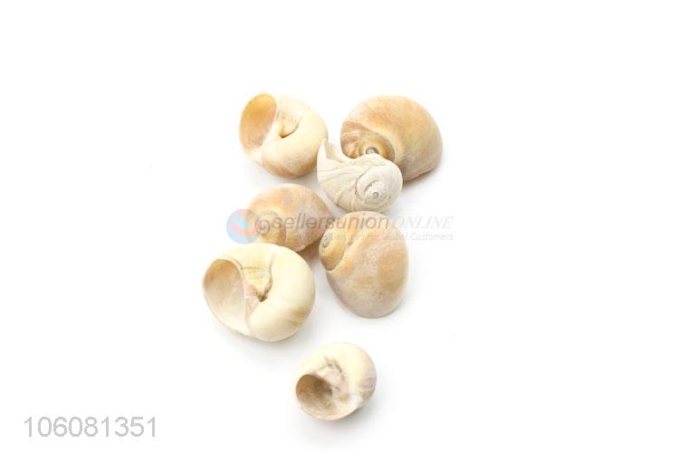 cheap assorted sea shells beach crafts for home decoration