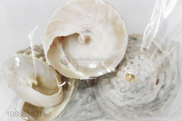 High quality china supplier natural sea shells